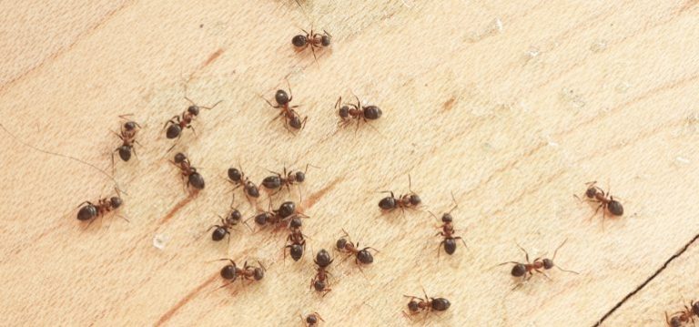 Ants this Season